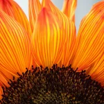 Belleza en los detalles