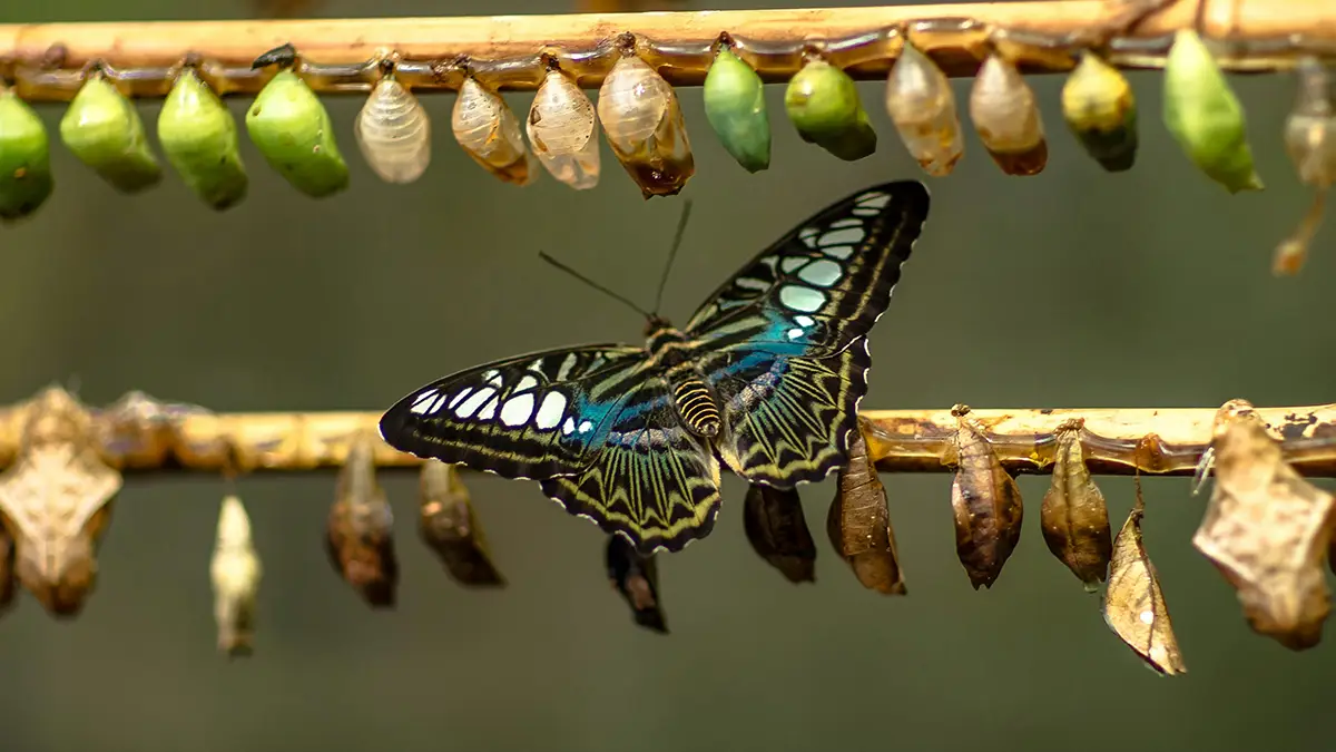 articulo 205 22 verdad que cuida humaniza transforma